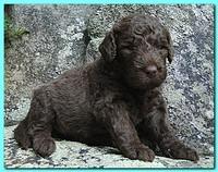 Tara Rascal puppies 3 weeks old 035