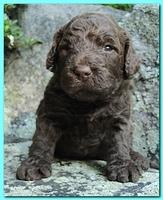 Tara Rascal puppies 3 weeks old 036