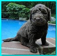 Tara Rascal puppies 4 weeks old pool wag 024