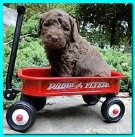 Tara Rascal puppies 4 weeks old pool wag 029