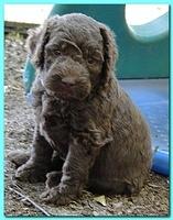 Tara Rascal puppies 4 weeks playing 2 017