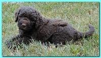Tara Rascal puppies 5.5 weeks old 017