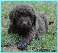 Tara Rascal puppies 6.5 weeks old early am 052