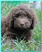 Tara Rascal puppies 7 weeks old playing 2 031
