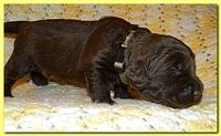 Tara Rascal puppies 2 weeks old 047