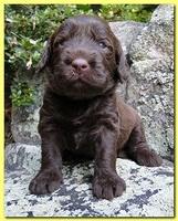 Tara Rascal puppies 3 weeks old 025