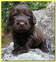 Tara Rascal puppies 3 weeks old 027