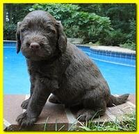 Tara Rascal puppies 4 weeks old pool wag 044