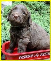 Tara Rascal puppies 4 weeks old pool wag 047