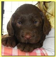 Tara Rascal puppies 4 weeks playing 011