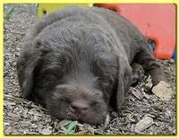 Tara Rascal puppies 4 weeks playing 021