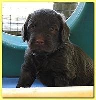 Tara Rascal puppies 4 weeks playing 2 023