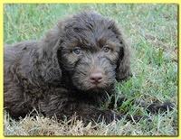 Tara Rascal puppies 7 weeks old playing 080