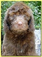 Tara Rascal puppies 8 weeks Gold 004