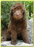 Tara Rascal puppies 8 weeks Gold 005