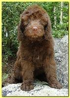 Tara Rascal puppies 8 weeks Gold 007