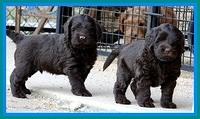 TH pups 5.5 wks old 121