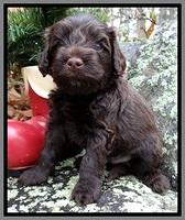 TH pups 4 wks old 301