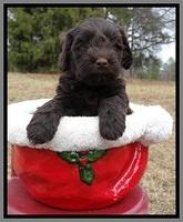 TH pups 5 weeks old 951
