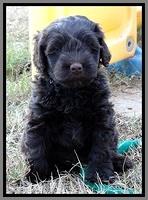 TH pups 5.5 wks old 111