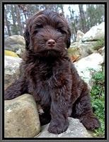 TH pups 8 wks old 81