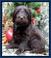 TH pups 4 wks old 61