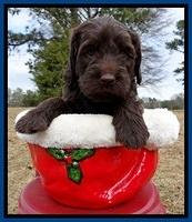 TH pups 5 weeks old 851