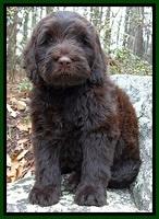 Derrosa Family: Sir "Camo" Flauge