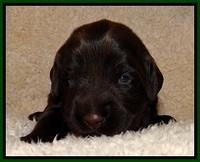 TH pups 2 wks old 171