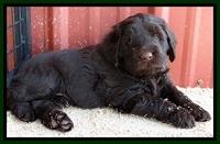TH pups 5.5 wks old 102