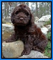 Grey Family: Jasper