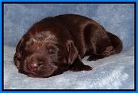 TH pups 1 wk old 282