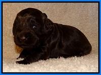 TH pups 2 wks old 141