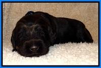 TH pups 2 wks old 161
