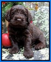 TH pups 4 wks old 421