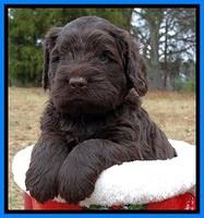 TH pups 5 weeks old 371