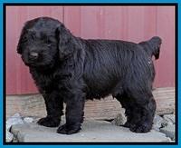 TH pups 5.5 wks old 122