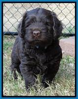 TH pups 5.5 wks old 42