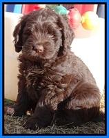 TH pups 7 weeks old 172