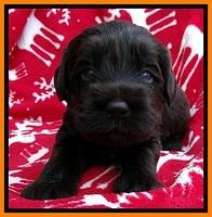 TH pups 3 wks old 241