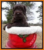 TH pups 5 weeks old 261