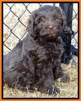 TH pups 7 weeks old 152