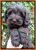 TH pups 7 weeks old 51