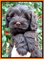 TH pups 7 weeks old 61