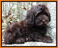 TH pups 8 wks old 137
