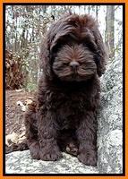 TH pups 8 wks old 147