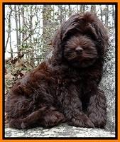 TH pups 8 wks old 157