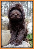 TH pups 8 wks old 167