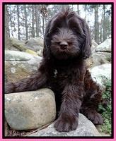 Allred Family Guardian for : Southern Charm Madmoiselle Choco Latte