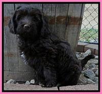 TB pups 7.2 weeks old 10!10